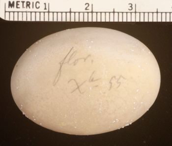 Media type: image;   Herpetology R-4928